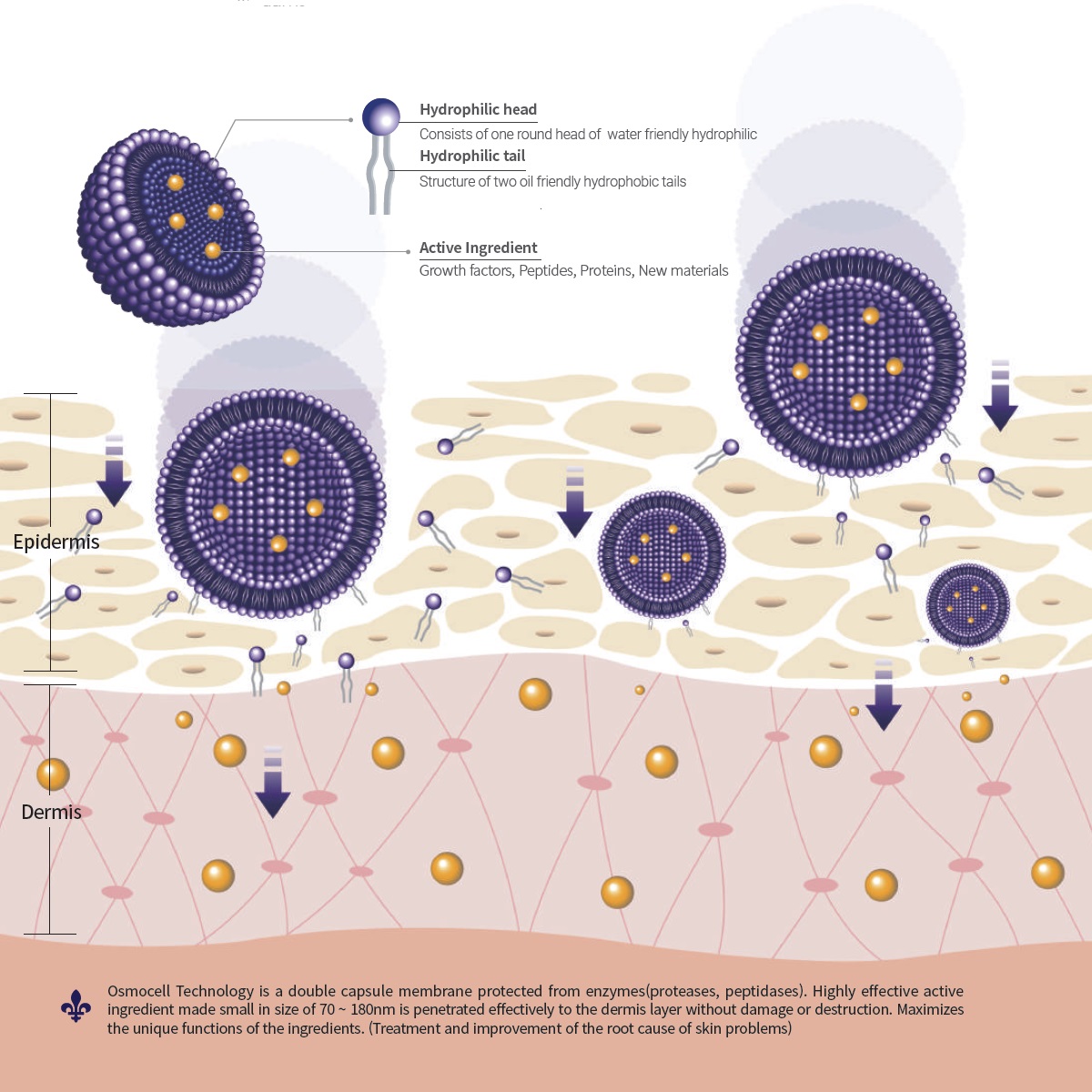 تکنولوژی اسموسل OSMOCELL در محصولات استوری درم